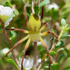 Neosparassus patellatus (Tasmanian Badge Huntsman) at QPRC LGA - 3 Dec 2023 by LisaH