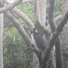 Microcarbo melanoleucos (Little Pied Cormorant) at Brisbane City Botanic Gardens - 27 Nov 2023 by Darcy