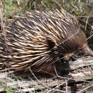 Tachyglossus aculeatus at QPRC LGA - suppressed