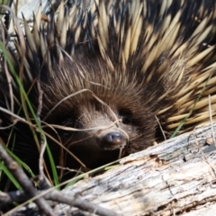 Tachyglossus aculeatus at QPRC LGA - suppressed