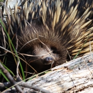 Tachyglossus aculeatus at QPRC LGA - 3 Dec 2023