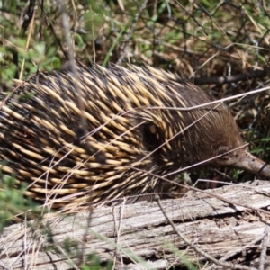 Tachyglossus aculeatus at QPRC LGA - suppressed