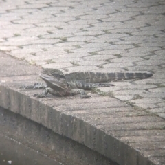 Unidentified Dragon at Brisbane City Botanic Gardens - 27 Nov 2023 by Darcy