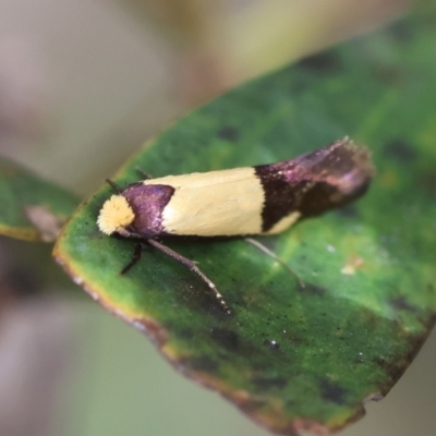 Edosa irruptella (A Tineid moth) at QPRC LGA - 3 Dec 2023 by LisaH