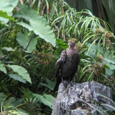 Phalacrocorax sulcirostris (Little Black Cormorant) at Brisbane City Botanic Gardens - 27 Nov 2023 by Darcy