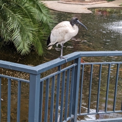 Threskiornis molucca (Australian White Ibis) at Brisbane City Botanic Gardens - 27 Nov 2023 by Darcy