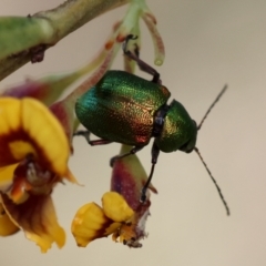 Edusella sp. (genus) at QPRC LGA - 3 Dec 2023