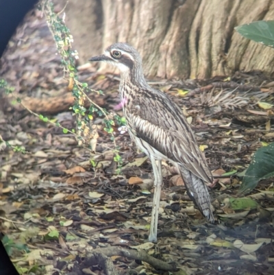 Burhinus grallarius (Bush Stone-curlew) at Brisbane City Botanic Gardens - 28 Nov 2023 by Darcy