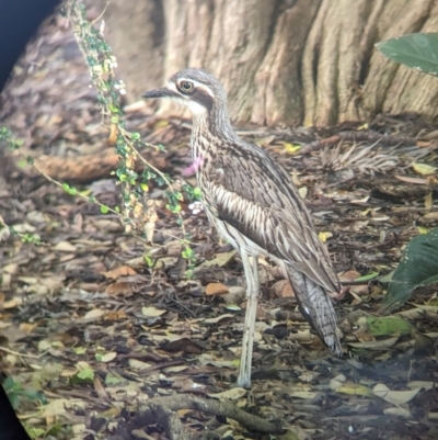 Burhinus grallarius (Bush Stone-curlew) at Brisbane City Botanic Gardens - 27 Nov 2023 by Darcy