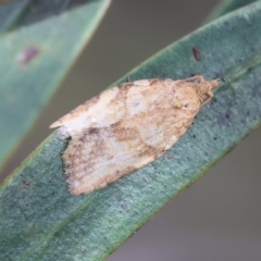 Epiphyas ashworthana (Ashworth's Tortrix) at Mongarlowe River - 3 Dec 2023 by LisaH