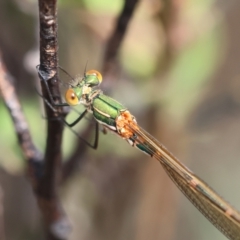 Austrolestes cingulatus (Metallic Ringtail) at Mongarlowe, NSW - 3 Dec 2023 by LisaH