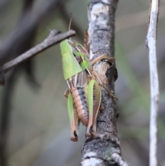 Praxibulus sp. (genus) (A grasshopper) at QPRC LGA - 3 Dec 2023 by LisaH