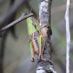 Praxibulus sp. (genus) at QPRC LGA - 3 Dec 2023