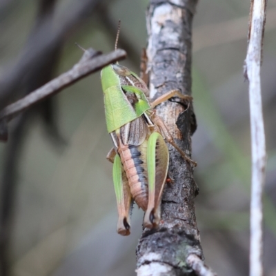 Praxibulus sp. (genus) (A grasshopper) at Mongarlowe River - 3 Dec 2023 by LisaH