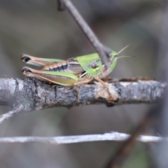 Praxibulus sp. (genus) at QPRC LGA - suppressed