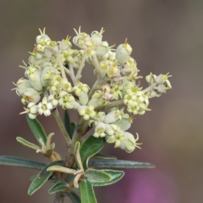 Astrotricha ledifolia (Common Star-hair) at Mongarlowe River - 3 Dec 2023 by LisaH