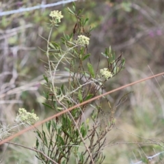 Astrotricha ledifolia at QPRC LGA - 3 Dec 2023