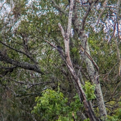 Dicrurus bracteatus (Spangled Drongo) at Wynnum West, QLD - 28 Nov 2023 by Darcy