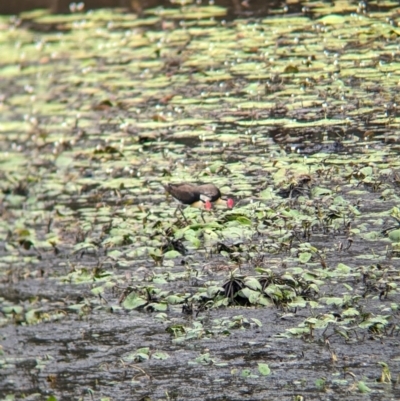 Irediparra gallinacea (Comb-crested Jacana) at Lytton, QLD - 29 Nov 2023 by Darcy