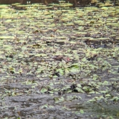 Irediparra gallinacea at Lytton, QLD - 29 Nov 2023 06:48 AM
