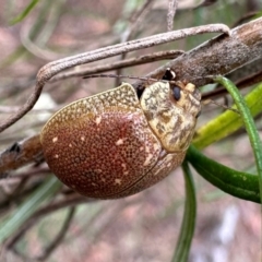 Paropsis atomaria (Eucalyptus leaf beetle) at Majura, ACT - 3 Dec 2023 by Pirom