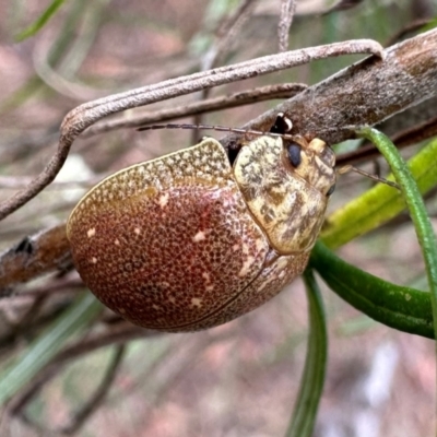 Paropsis atomaria (Eucalyptus leaf beetle) at Mount Ainslie - 3 Dec 2023 by Pirom