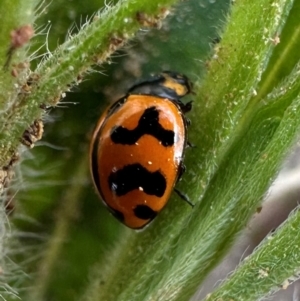 Coccinella transversalis at Mount Ainslie - 3 Dec 2023 02:19 PM