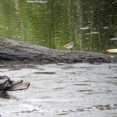 Charadrius melanops (Black-fronted Dotterel) at Lytton, QLD - 28 Nov 2023 by Darcy