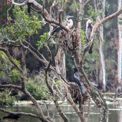 Anhinga novaehollandiae (Australasian Darter) at Lytton, QLD - 28 Nov 2023 by Darcy