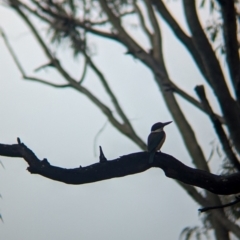 Todiramphus sanctus (Sacred Kingfisher) at Lytton, QLD - 28 Nov 2023 by Darcy