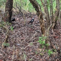 Gymnorhina tibicen (Australian Magpie) at Lytton, QLD - 28 Nov 2023 by Darcy