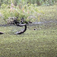 Irediparra gallinacea (Comb-crested Jacana) at Lytton, QLD - 29 Nov 2023 by Darcy