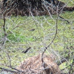 Zapornia pusilla (Baillon's Crake) at Lytton, QLD - 29 Nov 2023 by Darcy