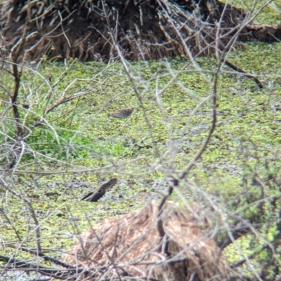 Zapornia pusilla (Baillon's Crake) at Lytton, QLD - 29 Nov 2023 by Darcy