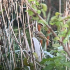 Lichmera indistincta (Brown Honeyeater) at Lytton, QLD - 29 Nov 2023 by Darcy