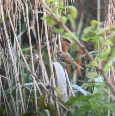 Lichmera indistincta (Brown Honeyeater) at Lytton, QLD - 28 Nov 2023 by Darcy