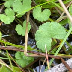 Hydrocotyle algida (Mountain Pennywort) at Gibraltar Pines - 2 Dec 2023 by JaneR