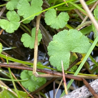 Hydrocotyle algida (Mountain Pennywort) at Paddys River, ACT - 2 Dec 2023 by JaneR