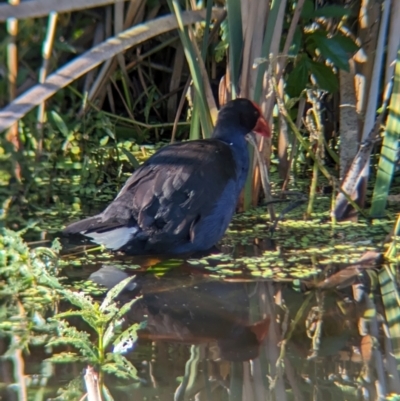 Porphyrio melanotus (Australasian Swamphen) at Sherwood, QLD - 30 Nov 2023 by Darcy