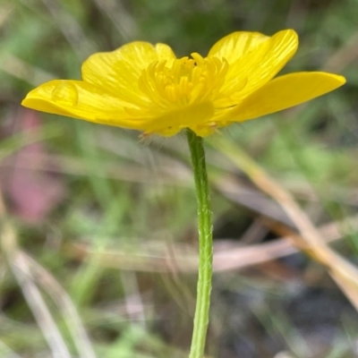 Ranunculus lappaceus (Australian Buttercup) at Paddys River, ACT - 2 Dec 2023 by JaneR