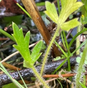 Ranunculus lappaceus at Gibraltar Pines - 2 Dec 2023