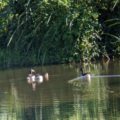 Anseranas semipalmata (Magpie Goose) at Sherwood, QLD - 29 Nov 2023 by Darcy