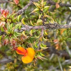 Pultenaea procumbens (Bush Pea) at Paddys River, ACT - 2 Dec 2023 by JaneR