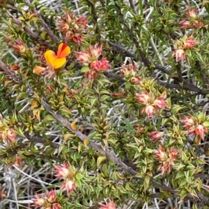 Pultenaea procumbens at Gibraltar Pines - 2 Dec 2023 02:47 PM