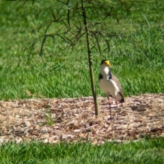 Vanellus miles (Masked Lapwing) at Sherwood, QLD - 30 Nov 2023 by Darcy