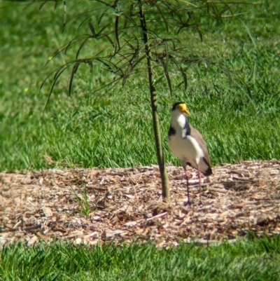 Vanellus miles (Masked Lapwing) at Sherwood, QLD - 29 Nov 2023 by Darcy