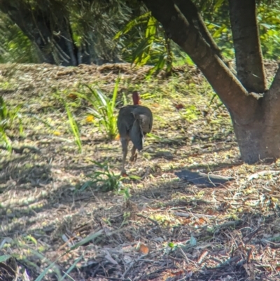 Alectura lathami (Australian Brush-turkey) at Sherwood, QLD - 30 Nov 2023 by Darcy