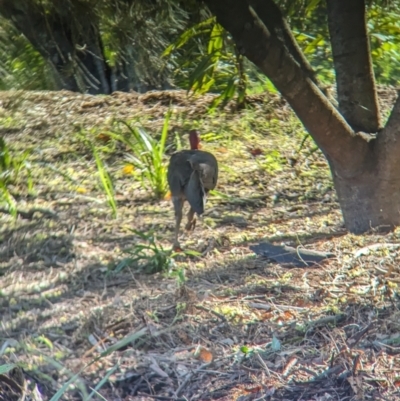 Alectura lathami (Australian Brush-turkey) at Sherwood, QLD - 29 Nov 2023 by Darcy