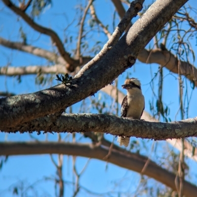 Dacelo novaeguineae (Laughing Kookaburra) at Sherwood, QLD - 29 Nov 2023 by Darcy