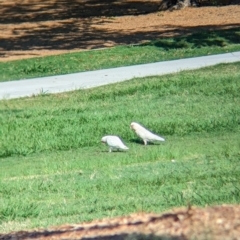 Cacatua tenuirostris (Long-billed Corella) at Sherwood, QLD - 30 Nov 2023 by Darcy